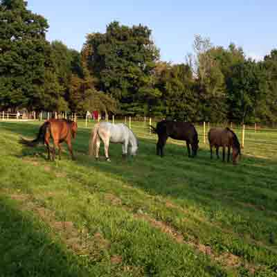 chevaux dans les prés